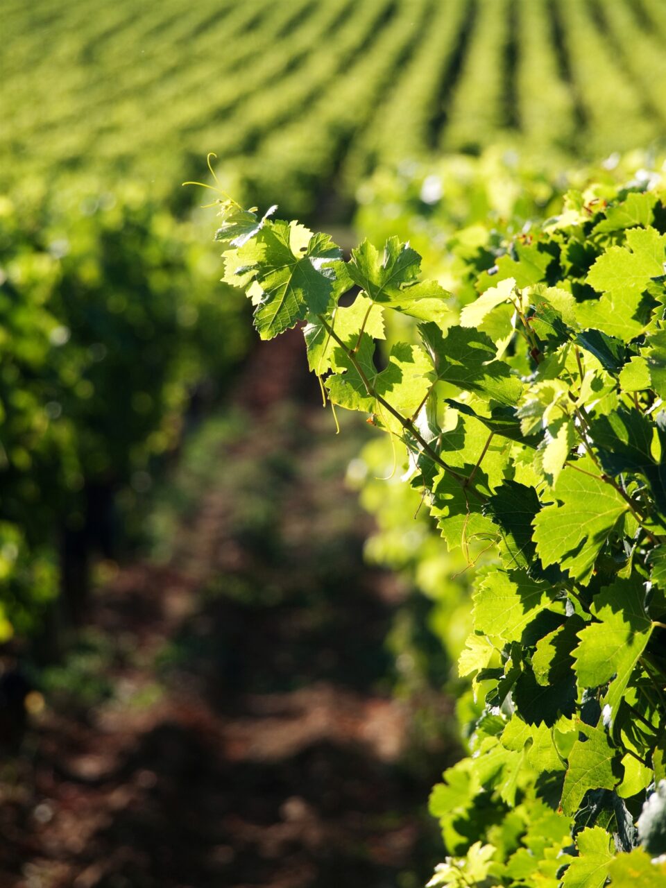 vignes biodiversité