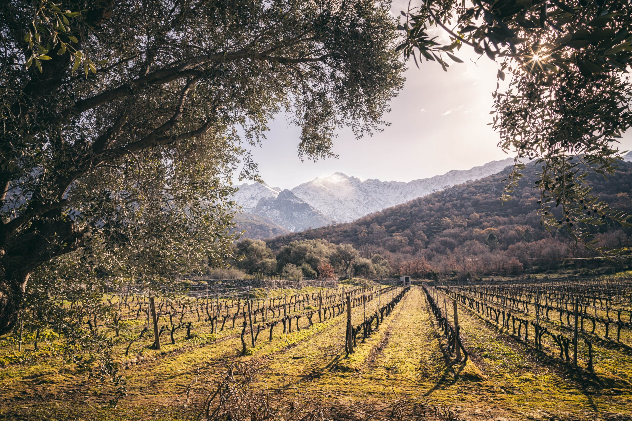 Vignes Corse