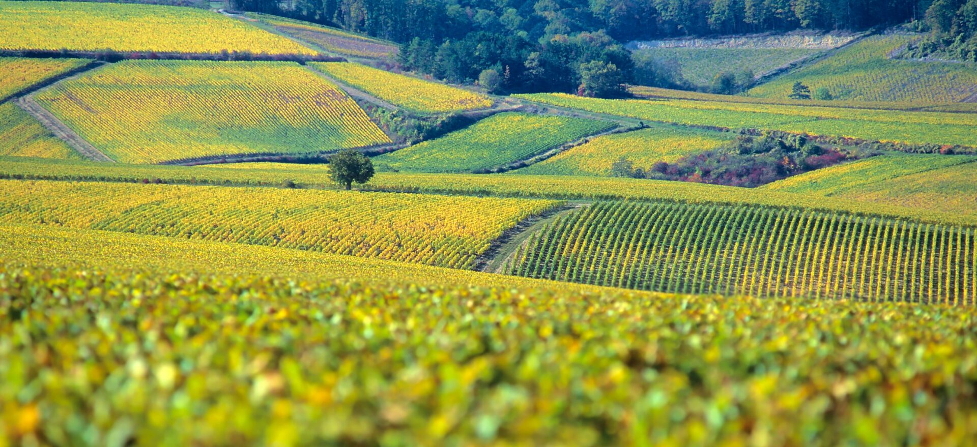 viticulture changements climatiques